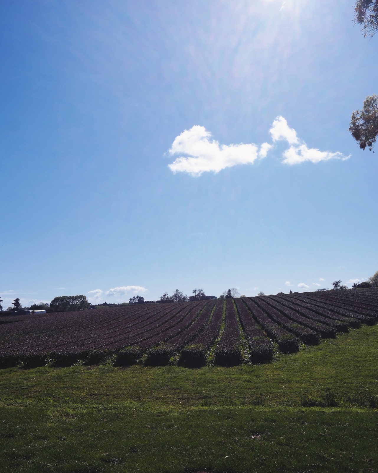 Zealong Tea Estate